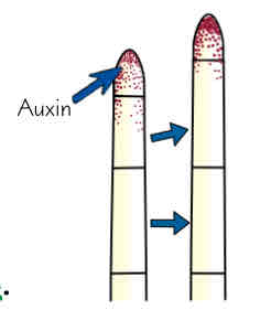 <ul><li><p>auxin → plant hormone that controls growth near tips of shoots &amp; roots</p></li><li><p>control growth of plant in response to light (phototropism) &amp; gravity (gravitropism/ geotropism)</p></li><li><p>auxin produced in tips &amp; moves backwards to stimulate cell elongation (enlargement) process which occurs in cells just behind tips</p></li><li><p>if tip of shoot is removed, no auxin is available &amp; shoot may stop growing</p></li><li><p>extra auxin promotes growth in shoot but inhibits growth in root - producing desired effect</p></li></ul>