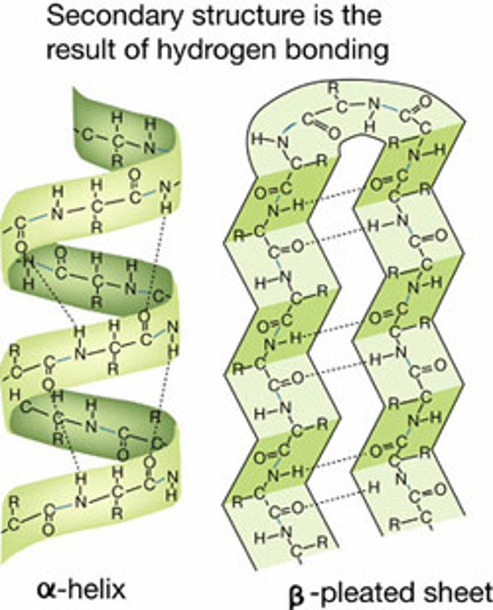 <p>local folding of polypeptide</p><p>alpha helix- formed by hydrogen bond between oxygen in carbonyl group and an amino acid 4 positions down the chain</p><p>beta pleated sheet- hydrogen bonding between atoms on the backbone of the polypeptide chain</p>