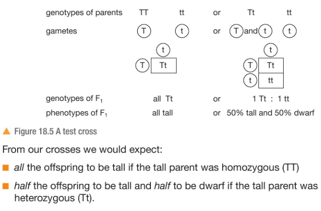 <ul><li><p>Breed the unkown tall plant (TT or Tt) with a dwarf pea plant (tt)</p></li><li><p>Draw a genetic cross (punnet diagram) fpr both possibilities (TT with tt + Tt with tt) and <strong>predict</strong> the outcome for each</p></li><li><p>Then compare the result of the breeding experiment with the predicted outcome to see which result matches the prediction most closely.</p></li></ul><p></p>