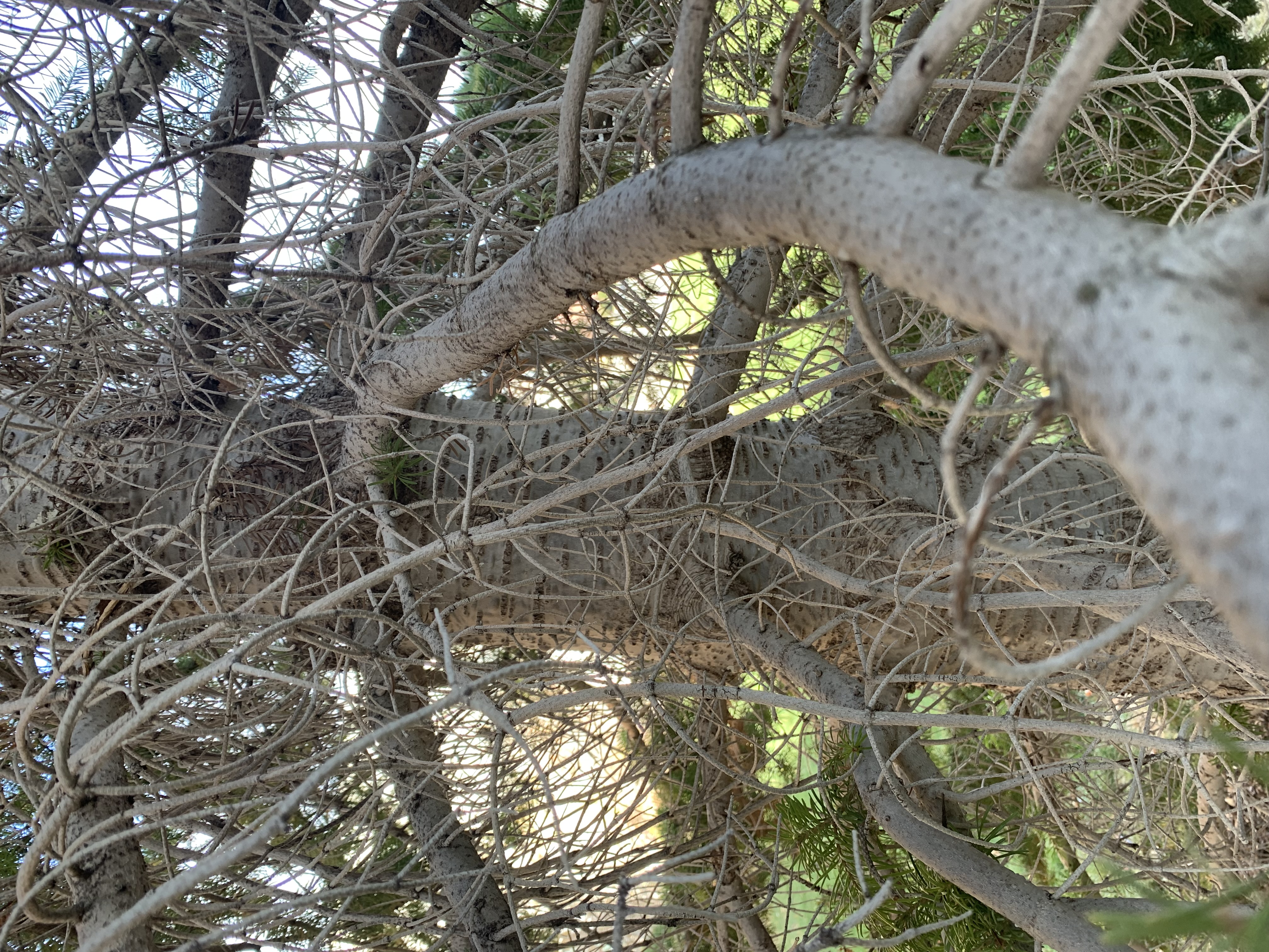 <p>zone 2</p><p>50’x15’</p><p>short, flat, soft needles, narrow habit</p><p>screen, naturalistic</p>