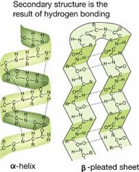 <p>The result of hydrogen bonding of  atoms in the Carbon-Nitrogen backbone of the polypeptide chain, causing the protein to fold into and alpha helix or beta pleated sheet</p>