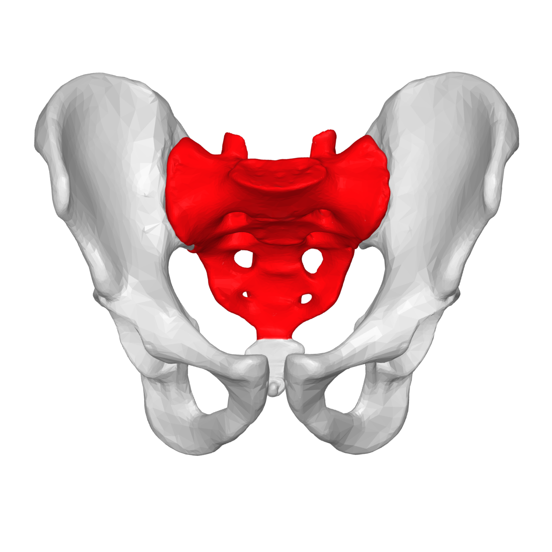<p>beneath lumbar vertebrae, triangle shape </p>