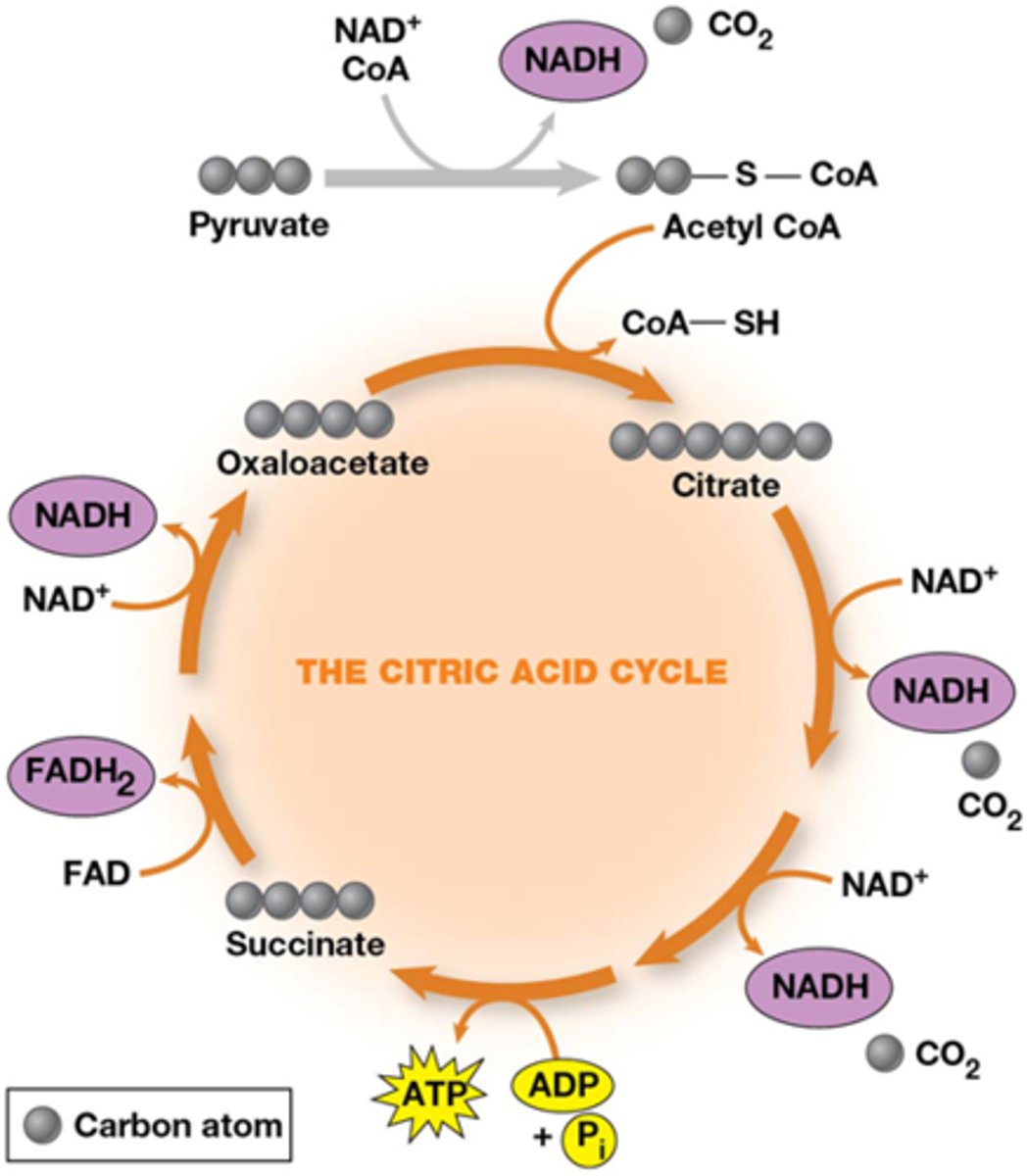 <p>katabole functie: oogsten van hoge energetische elektronen vanuit brandstofmolecule (oxidatie)</p><p>anabole functie: bron van precursoren van aminozuren, nucleotide base, porfyrin vetzuren, ...</p><p>oxaloacetaat is een belangrijke precursor van glucose </p><p>OA wordt telkens geregenereerd niet de novo gevormd!->GEEN NETTO VORMING VAN OA</p><p>Amfibool= zowel katabool als anabool</p>