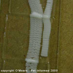<p>“Zipper tapeworm” (due to mature proglottids pulling apart or unzipping)</p><ul><li><p>Affects: Dogs and cats​</p></li><li><p>Found in: North and South America, Far East, Australia, most prevalent in Florida and Gulf Coast​</p></li><li><p>Adults in small intestine​</p></li><li><p>Intermediate host: crustacean, then fish or frog​</p></li><li><p>Rare to release gravid proglottids</p></li></ul><p></p>