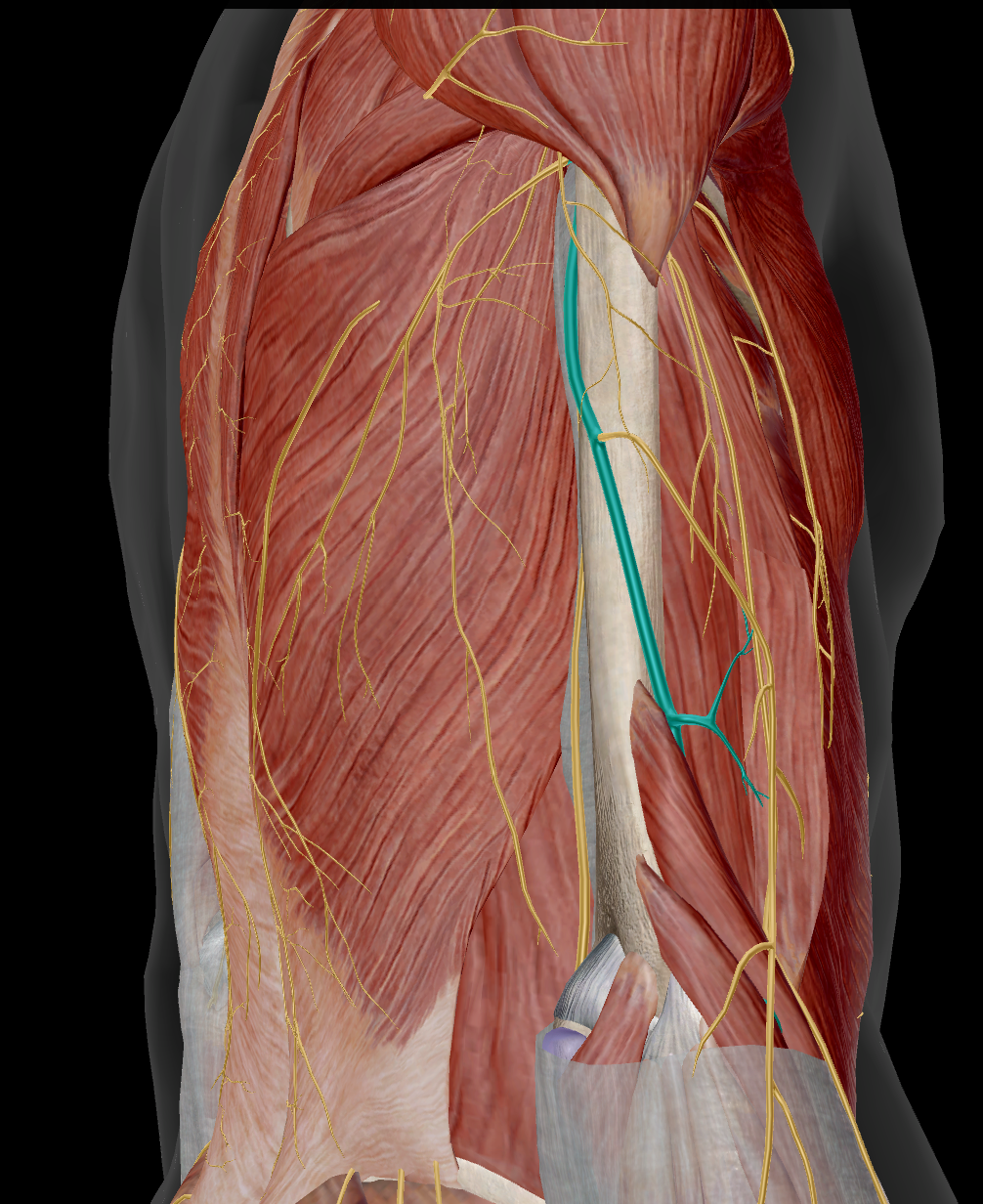<p>M triceps brachii / M anconeus / M brachioradialis</p>