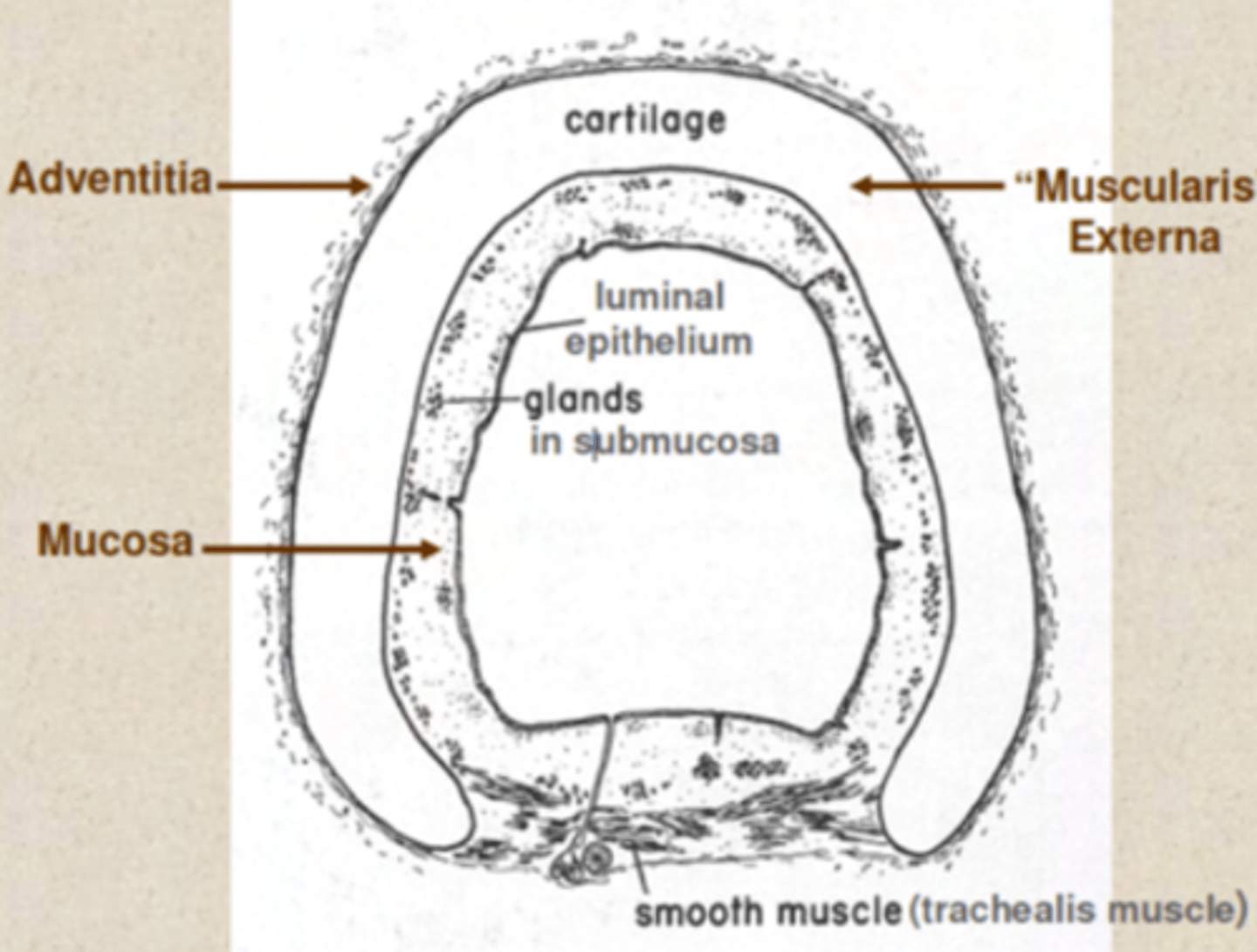 <p>Bronchoconstriction in the smooth muscle due to chemical irritants, smoke or inflammatory mediatiors as histamine</p>
