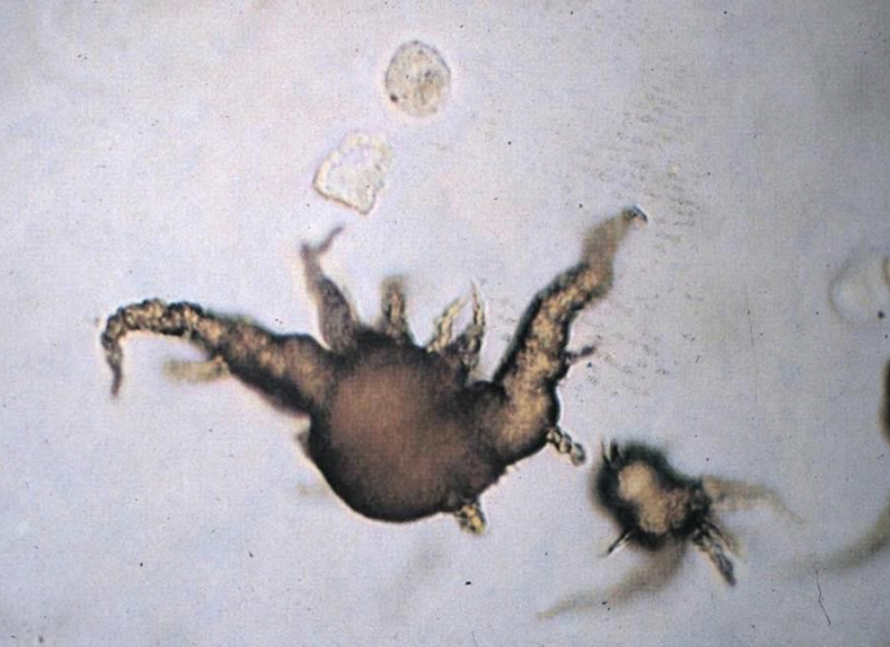 <p>What is the common name for this crystal?</p><p>What is the scientific name for this crystal?</p><p>What species are they common in? List the breed</p><p>What amino acid can they not metabolize?</p><p>Are these crystals found in acidic or alkaline urine?</p>