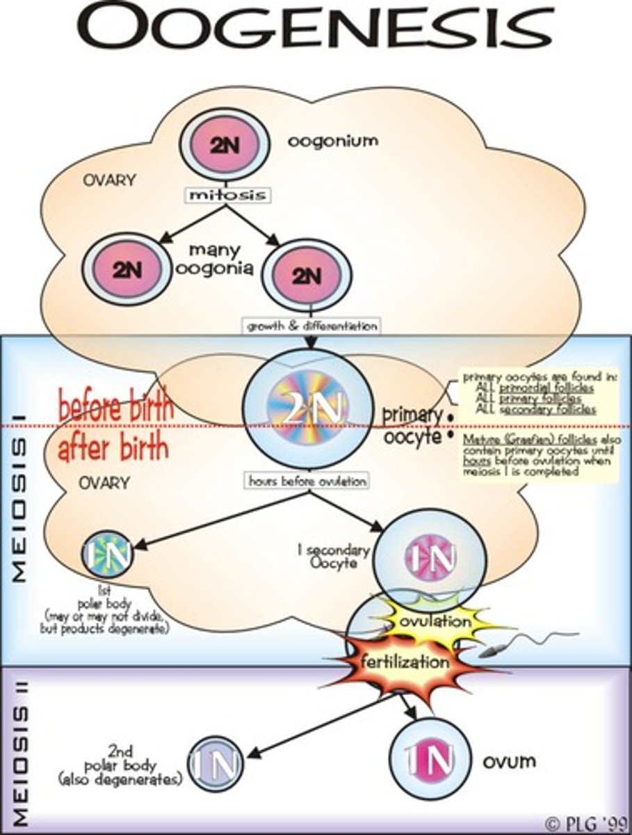<p>Development of female gametes from oogonia.</p>