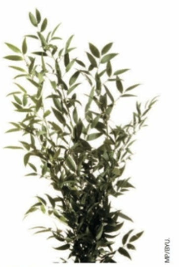 italian ruscus - ruscus