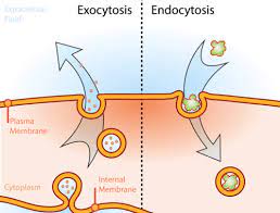 <p>Cell brings in a lot of molecules all at one time. The cell does this by using the cell membrane to pinch inward to make a vesicle</p>