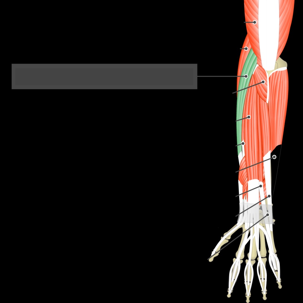 <p>A muscle that extends and abducts the wrist.</p>