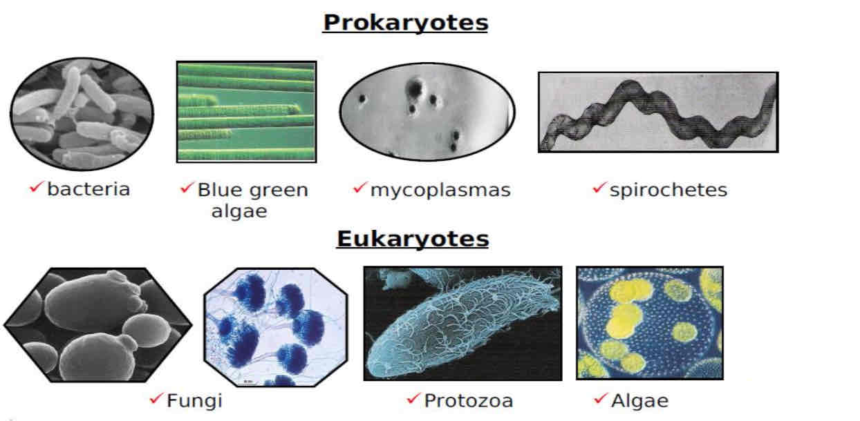 <p><span>Examples of Prokaryotic and Eukaryotic cells</span></p><p style="text-align: start"><span style="color: blue">Mycoplasmas are reffered to as "acellular" because it is actually a bacteria that do not have a Cell Wall.</span></p><p style="text-align: start"><span style="color: blue">In Eukaryotes we have the Fungi, on the left is a Unicellular type of fungi that is your yeast cells, and to the right is a Multicellular type of fungi we reffer to it collectively as "Molds" both molds and yeasts are fungi.</span></p>