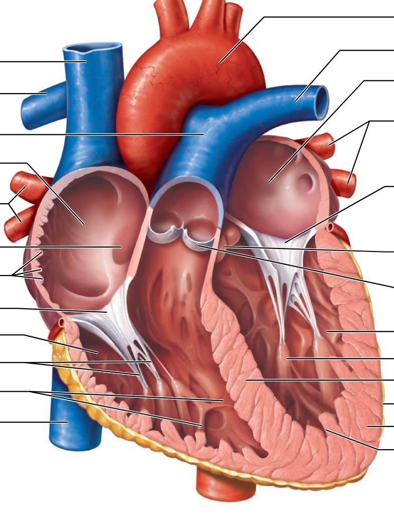<p>Trace the pathway of blood through the heart. (Flip to see correct pathway)</p>