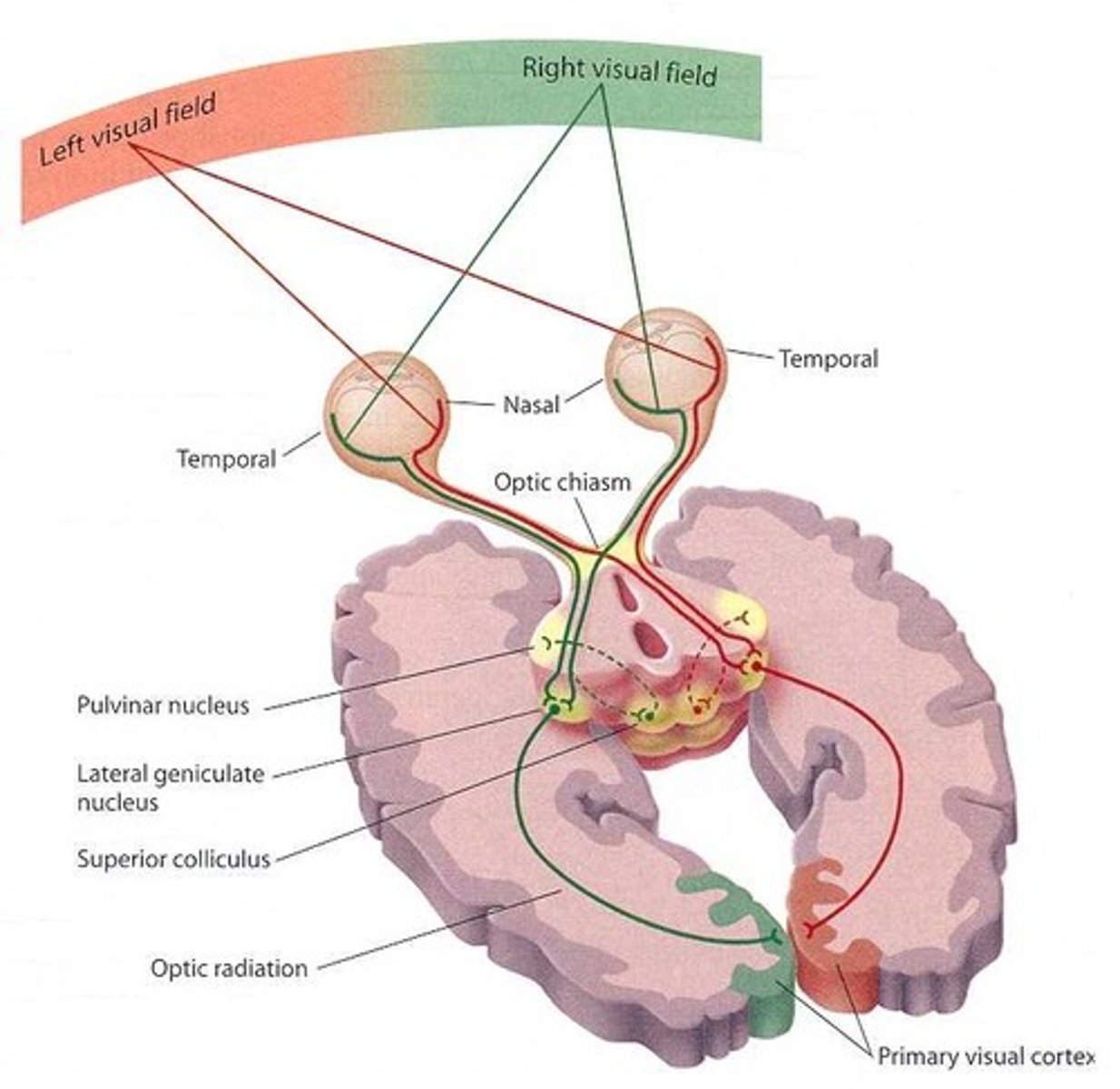 <p>the process by which the visual information from the retina is organized and projected onto the tectum (midbrain) in a precise, topographic manner, forming a "retinotopic map" that allows for accurate visual processing and behavior</p>