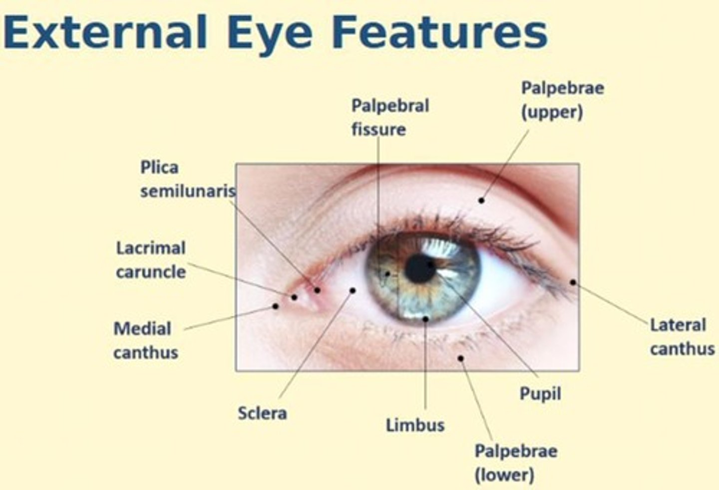 <p>Limbus, sclera, iris, pupil, palpebrae, canthus, plica semilunaris, lacrimal caruncle + ocular adnexa</p>