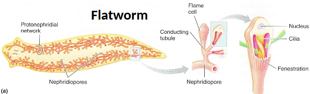 <ul><li><p>In simple animals (e.g. flatworms)</p></li><li><p>Ultrafiltration driven by cilia in ducts (‘‘flame’’ cells)</p></li><li><p>Ducts projects into body cavity </p></li><li><p>Process involves both secretion and absorption</p></li></ul><p></p>