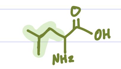 <p>Is this Amino Acid Polar or Non-polar?</p>