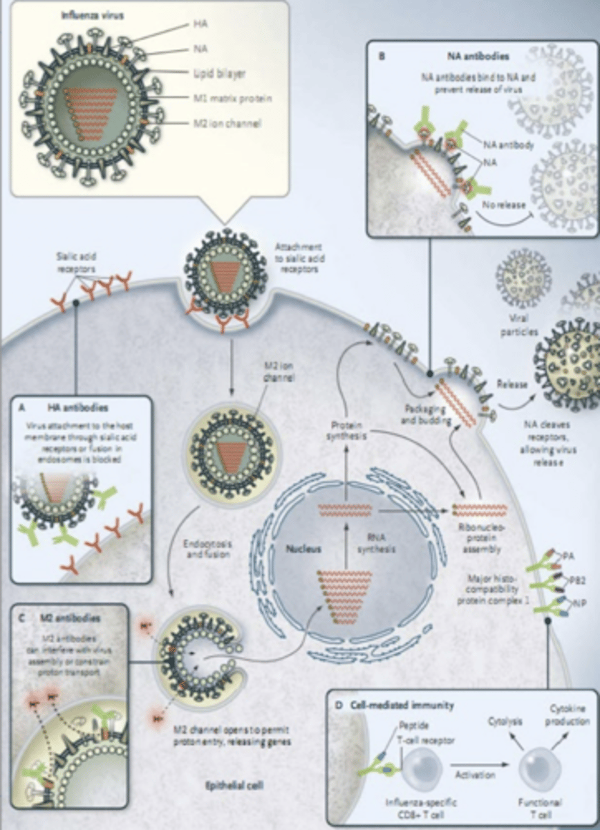 <p><strong>1.</strong> Enters Host</p><p><strong>2.</strong> Haemogglutinin attaches to sialic acid receptors on cell (Usually GIT)</p><p><strong>3.</strong> Enters cell</p><p><strong>4.</strong> RNA synthesis in nucleus, protein synthesis in cytoplasm</p><p><strong>5. </strong>Virus Frees itself</p>