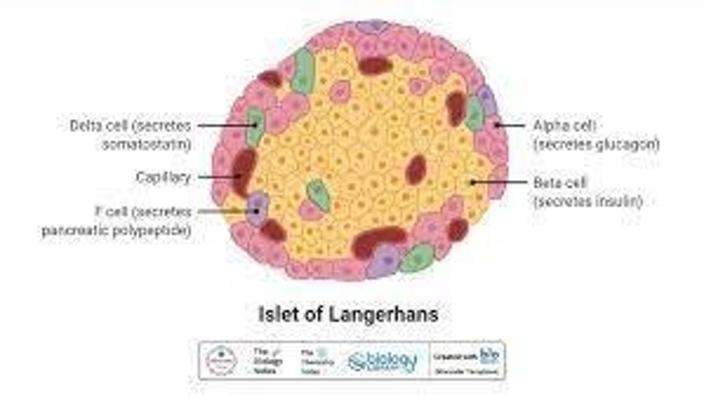<p>To secrete bicarbonate for digestion and produce insulin, glucagon, and somatostatin.</p>
