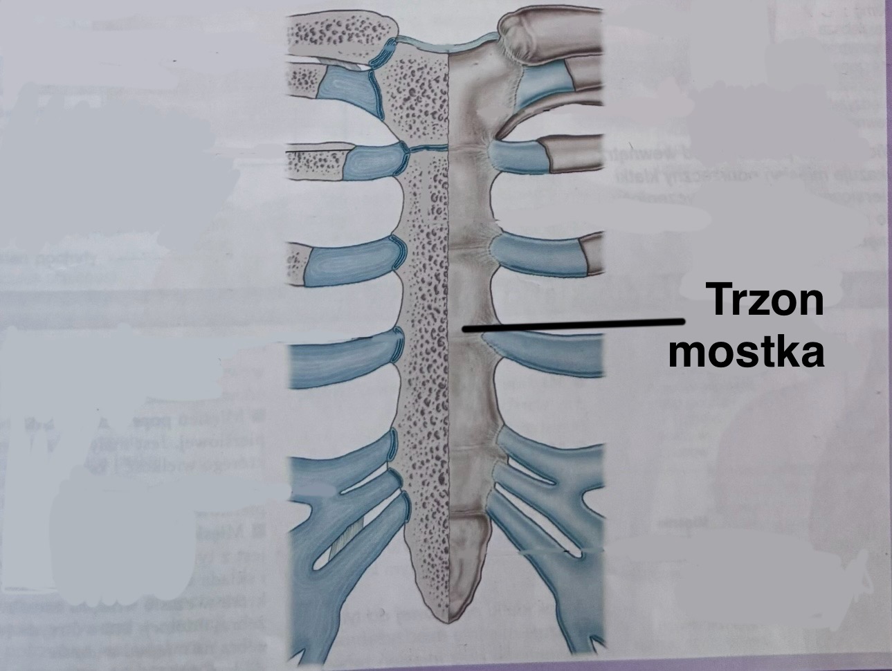 <p>Trzon mostka</p><p>(z opisem)</p>