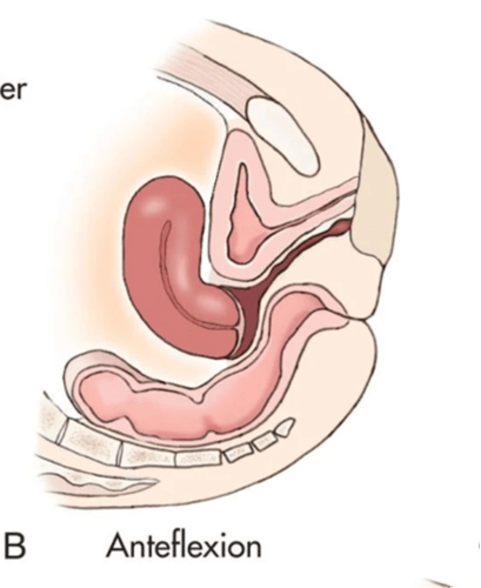 <p>fundus and body bend forward, cervix and vagina form 90 degree angle </p>