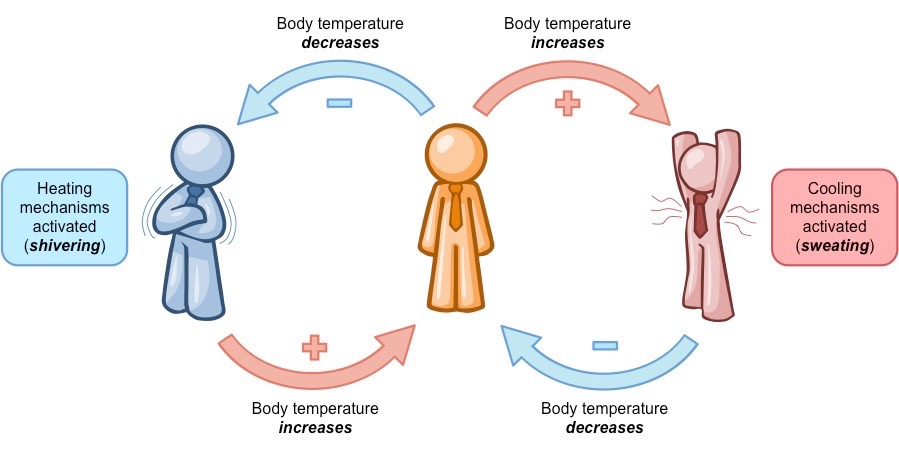 Negative response in thermoregulation