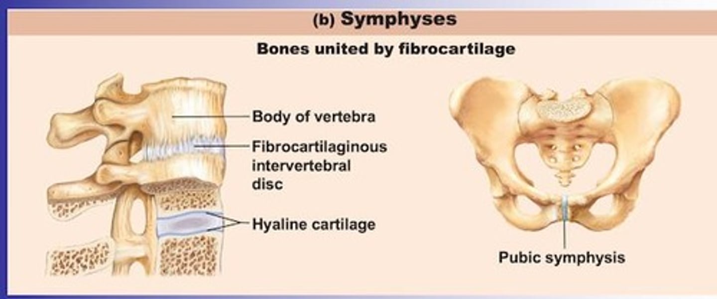 <p>Pubic symphysis.</p>