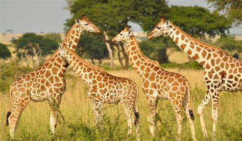 <p>die Giraffe, -n</p>