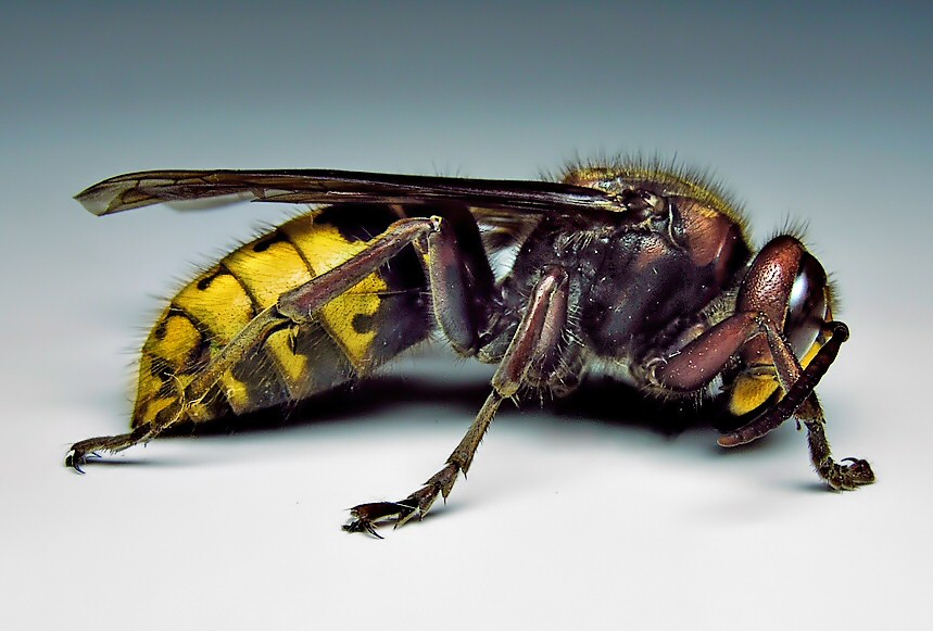 <p>Insects; includes species like </p>