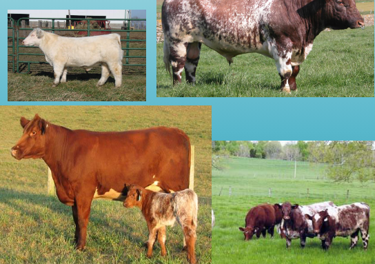 <p>what breed and type is this&nbsp;</p>