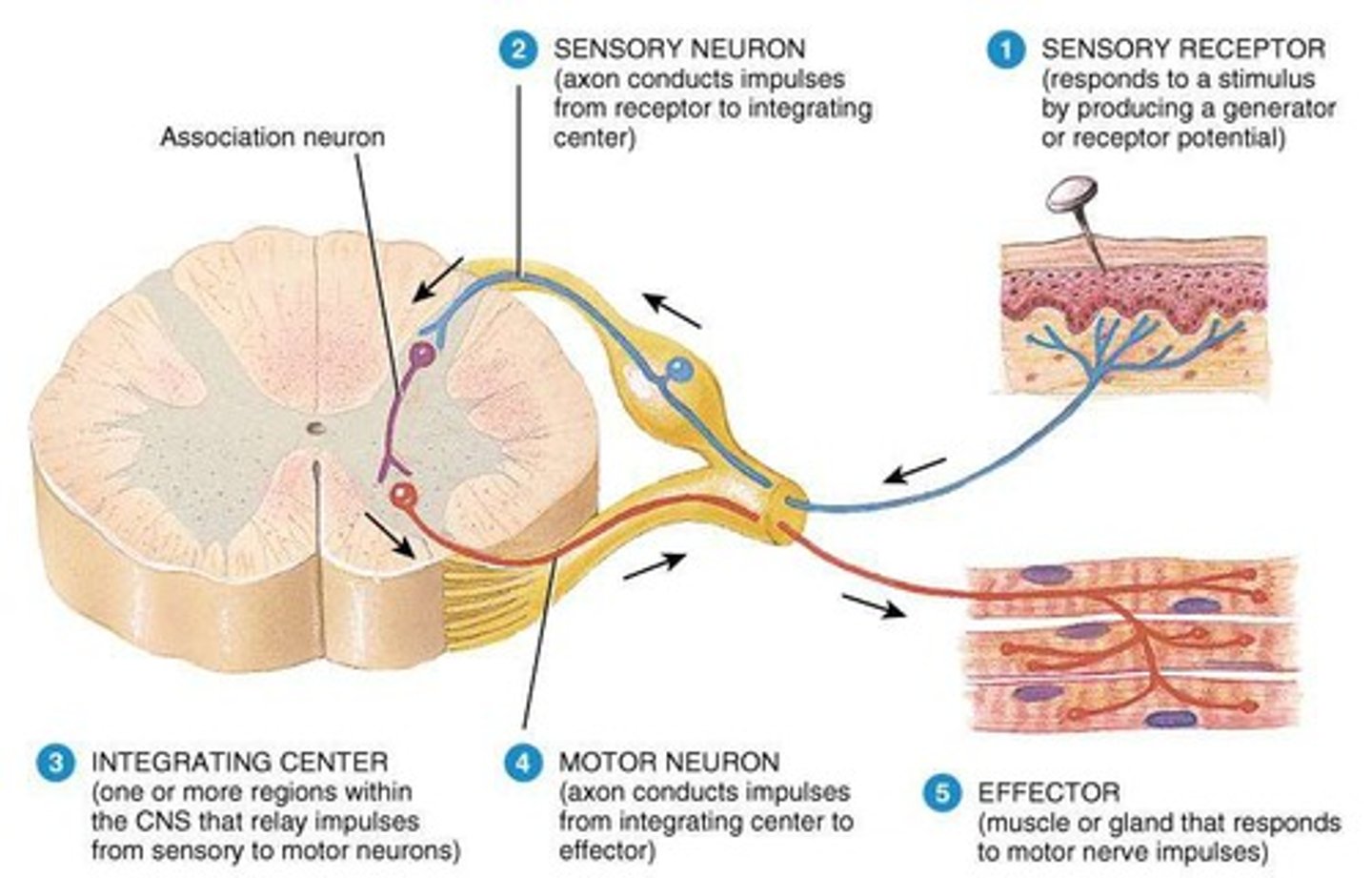 <p>The simplest type of pathway in the nervous system that includes at least one synapse.</p>