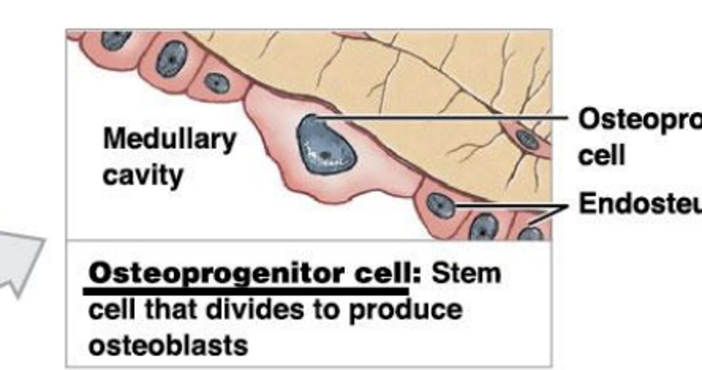 <p>produce osteoblasts</p>