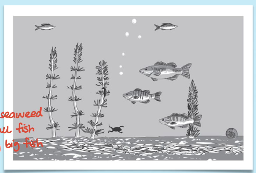 <p><strong>Masuda and Nisbett (2001)</strong></p><p></p><p>When given an image, east asian people described the environment and the relationships among the fish. Like there’s seaweed and a big and small fish. </p><p></p><p>However, Americans tended to focus on the fact that there’s a big fish and that’s the leader. </p><p></p><p>This highlights how culture can affect the way we perceive certain situations, our cognition of the world. </p>