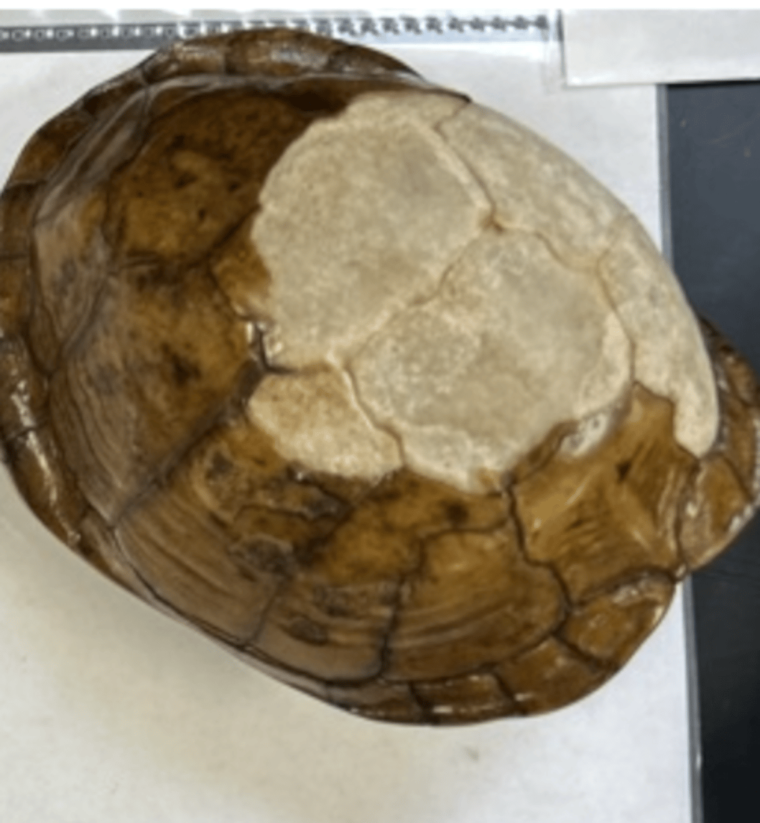 <p>what kind of turtle does this shell come from</p>