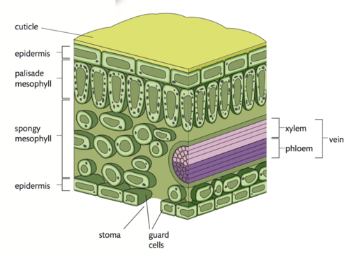 knowt flashcard image