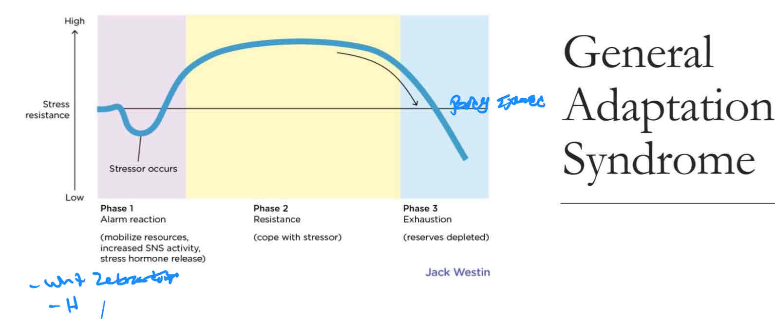 <p>General Adaptation Syndrome:</p><p>Alarm,Resistance,Exhaustion</p>