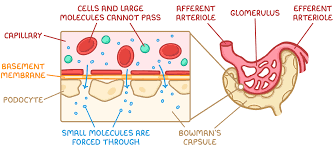 <p>Capillary endothelium , basement membrane and epithelial cells </p>