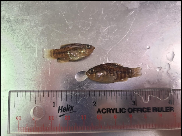 <p>What is the taxonomy, common name, and scientific name of this fish</p>