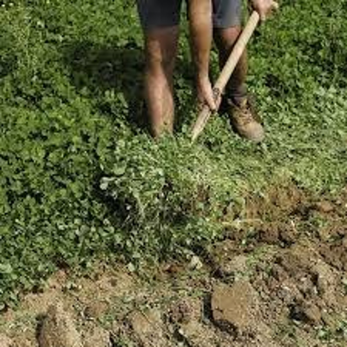 <p>consists of freshly cut or growing green vegetation that is plowed into the topsoil to increase the organic matter and humus available to the next crop</p>