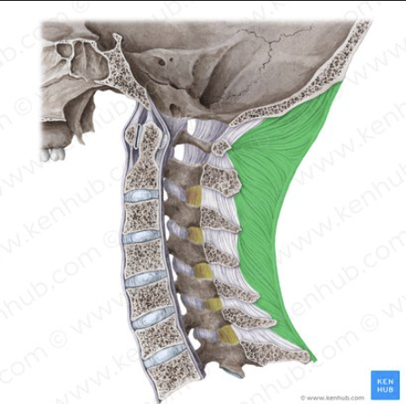 <p>ligament name?</p>