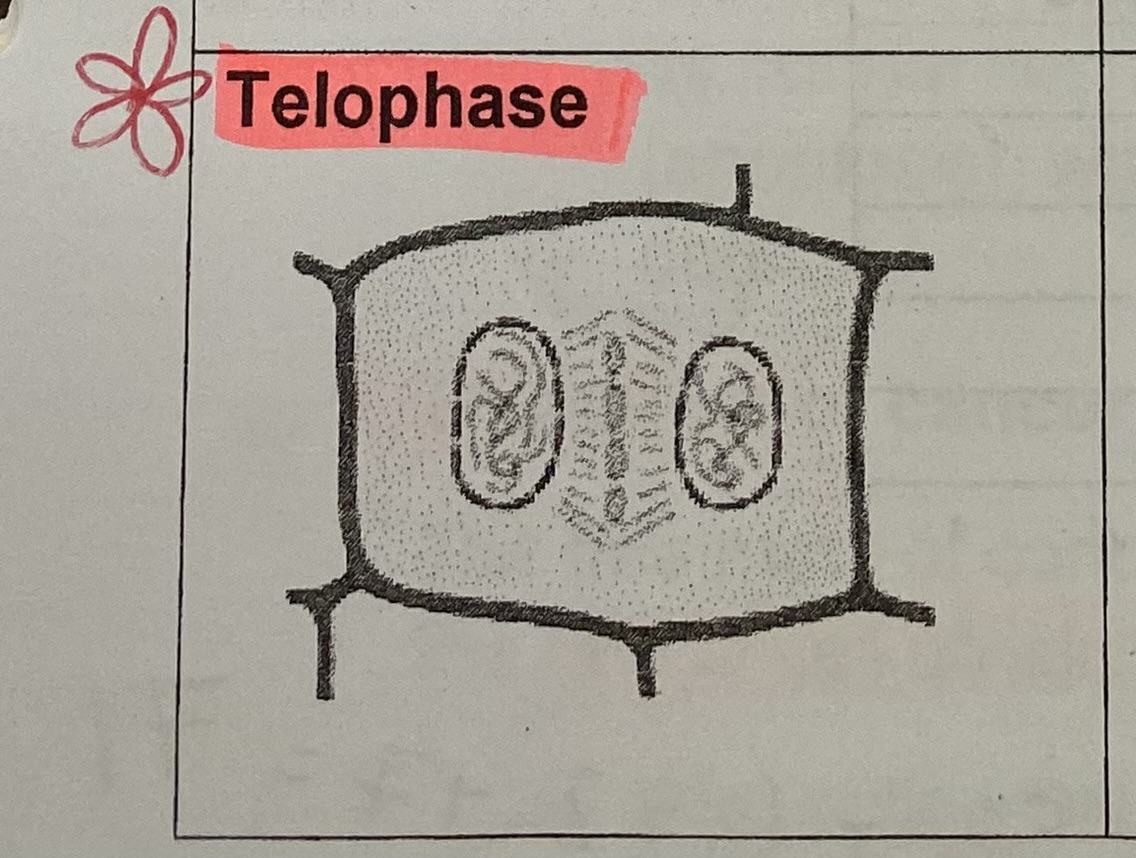 <p>What happens to the chromosomes during <strong>telophase</strong>?</p>
