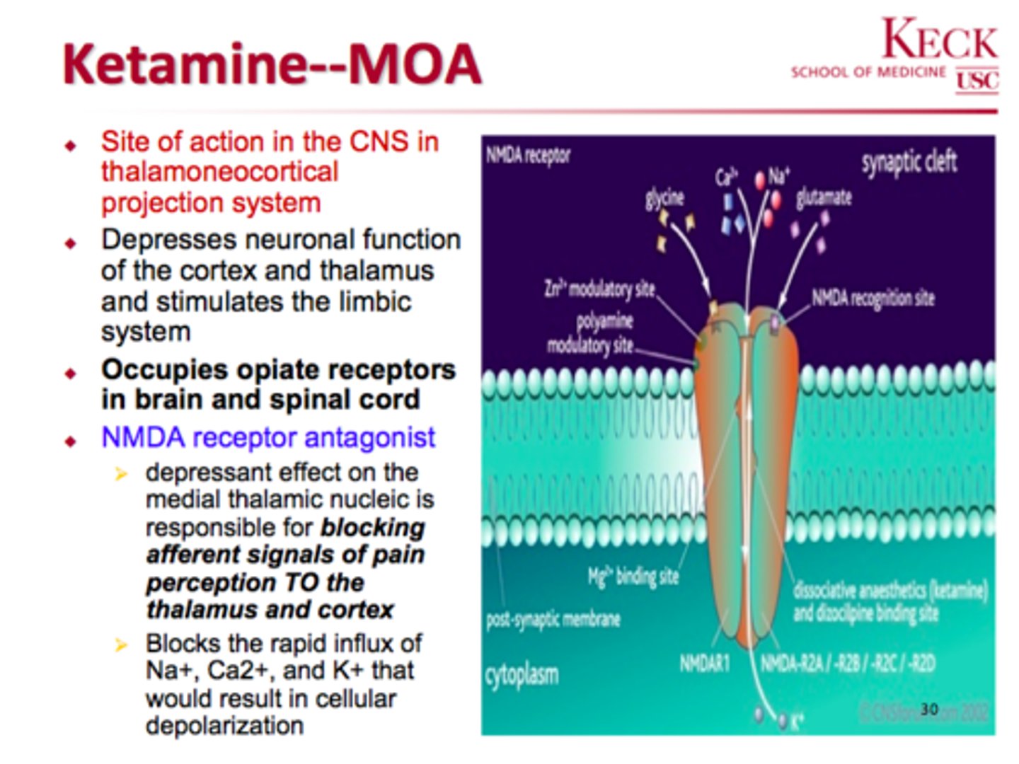 <p>- NMDA antagonist</p><p>- decreases glutamate &amp; substance P, and therefore pain</p>