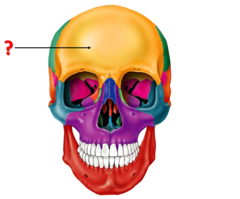 Identify the bone.