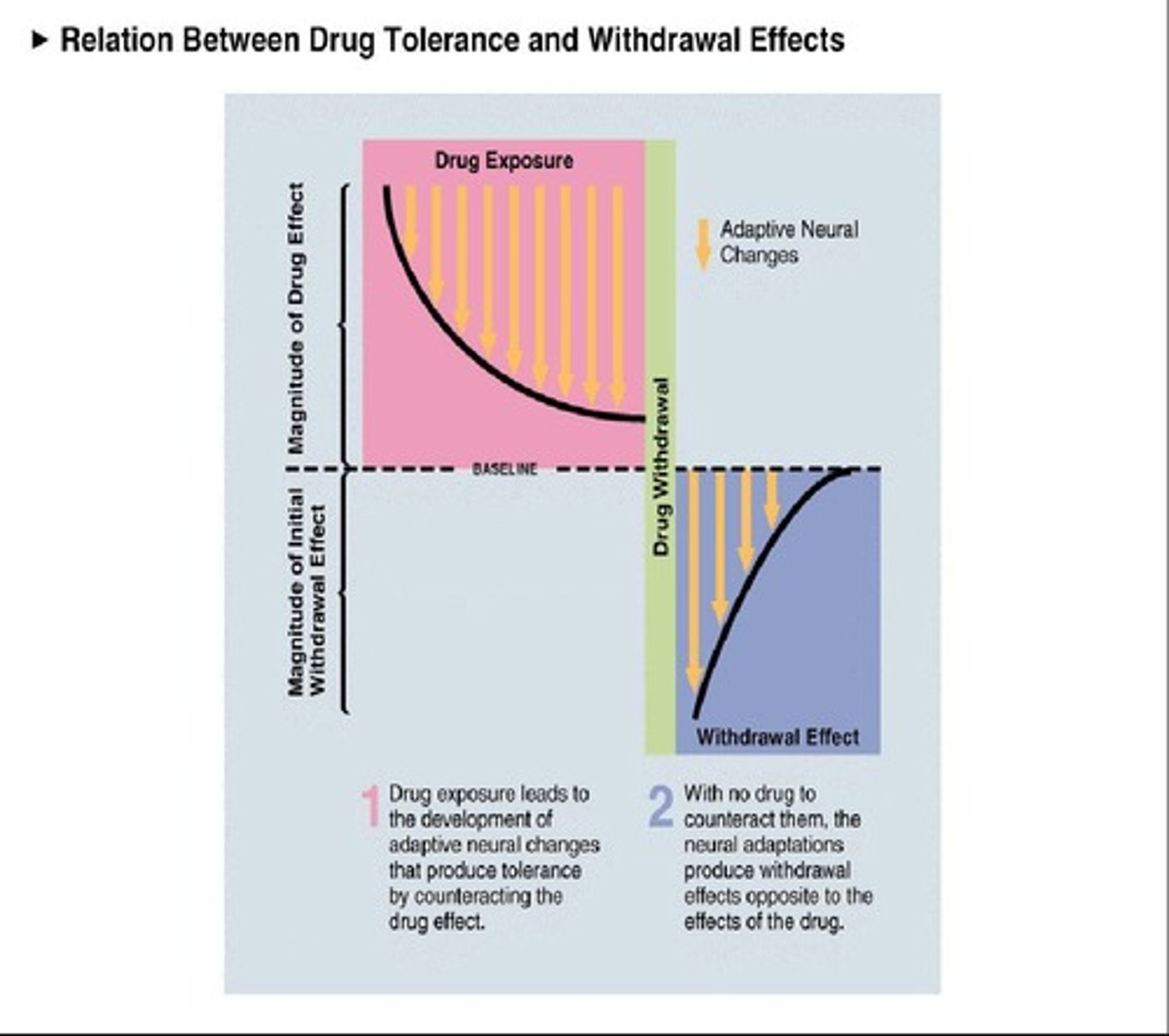 <p>Metabolic tolerance (less drug reaches the site of action) and functional tolerance (decreased responsiveness at the site of action).</p>