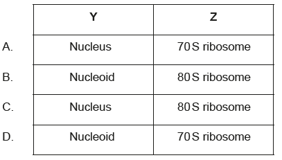 <p>Nucleoid and 70 S ribosome</p>