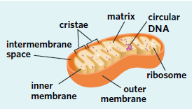 <p>Mitochondrion</p>