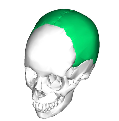<p>What bone is this?</p>