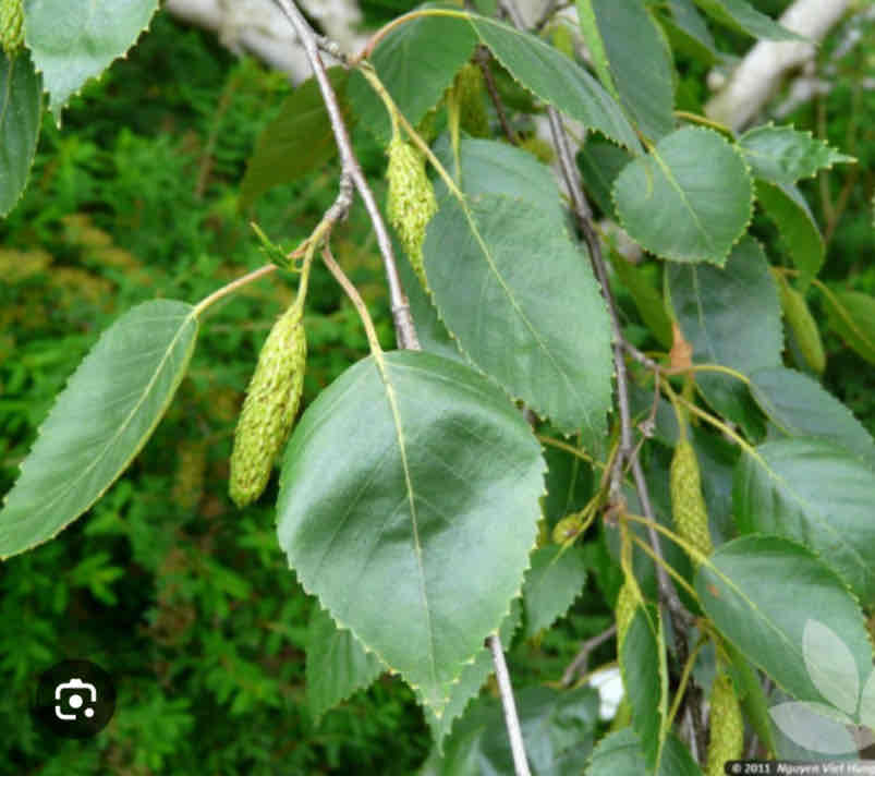 <p>Betula utilis var. jacquemontii, Himalayan birch, Betulaceae</p>