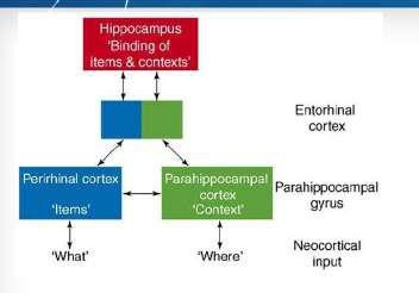 <p>Brain area associated with familiarity in memory processing.</p>