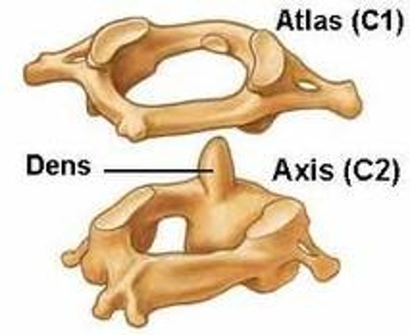 <p>Axis C2 - Permits side-to-side rotation of the head to signify "no" - Atlanto-axial joint - Unique Landmark • Dens</p>